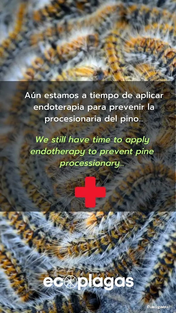 Control de plagas ALICANTE - ECOPLAGAS