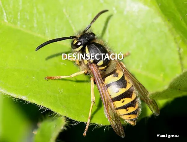 PlaguiSystem - Control de Plagues