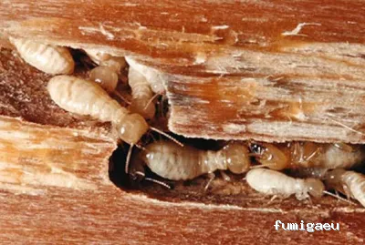 FUMIGAR PLAGAS SEVILLA