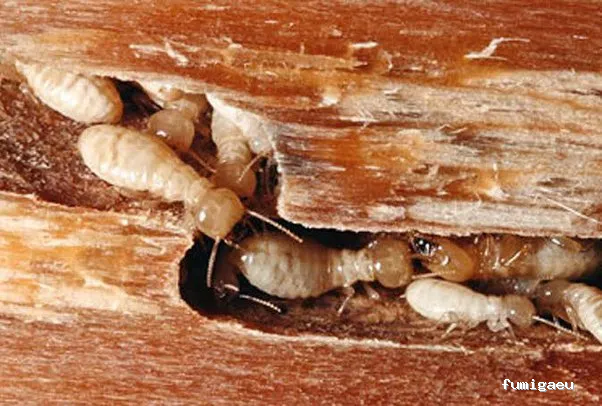 FUMIGAR PLAGAS SEVILLA