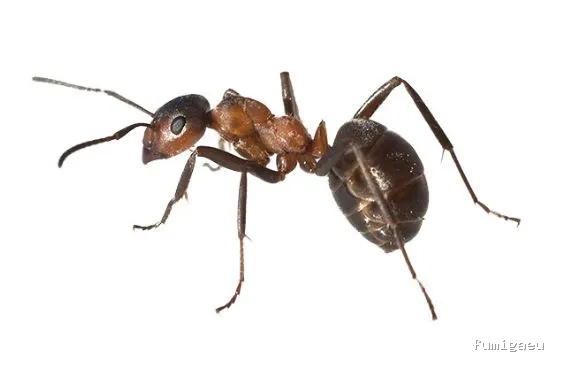 FUMIGAR PLAGAS SEVILLA