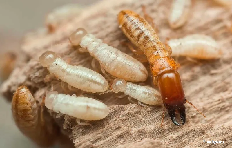 FUMIGAR PLAGAS SEVILLA