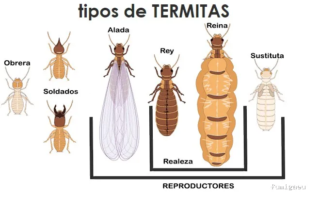 FUMIGAR PLAGAS SEVILLA