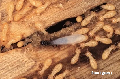 FUMIGAR PLAGAS SEVILLA