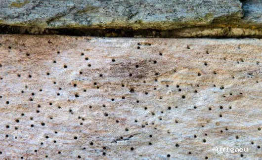 Ecoplagas Control Integrado