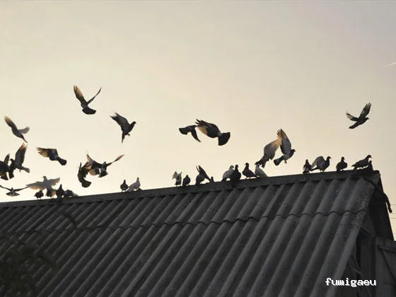 Ecoplagas Control Integrado