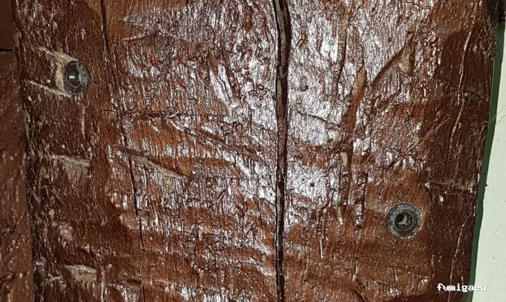 Ecoplagas Control Integrado