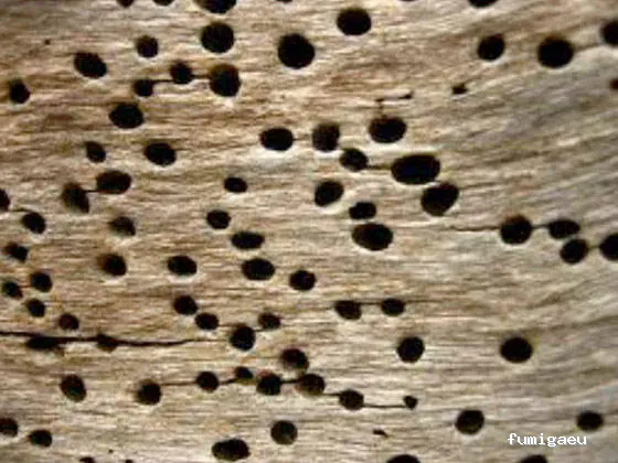 Ecoplagas Control Integrado