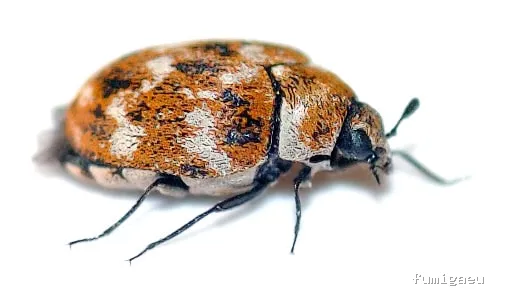 Hamelin Bioseguridad - Control de plagas Zaragoza