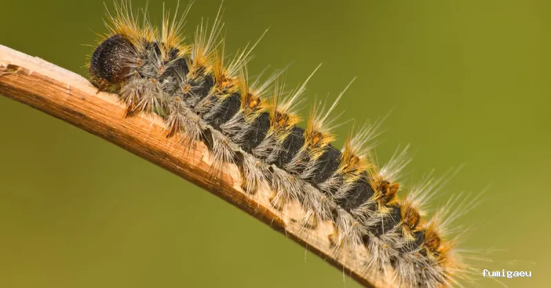 Hamelin Bioseguridad - Control de plagas Zaragoza