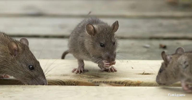 Hamelin Bioseguridad - Control de plagas Zaragoza