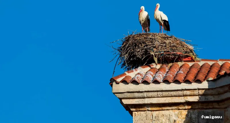 Hamelin Bioseguridad - Control de plagas Zaragoza