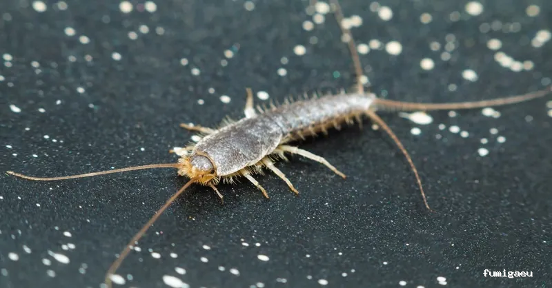 Hamelin Bioseguridad - Control de plagas Zaragoza