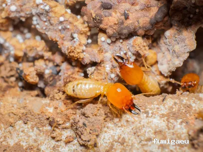 Rentokil Control de plagas en A Coruña