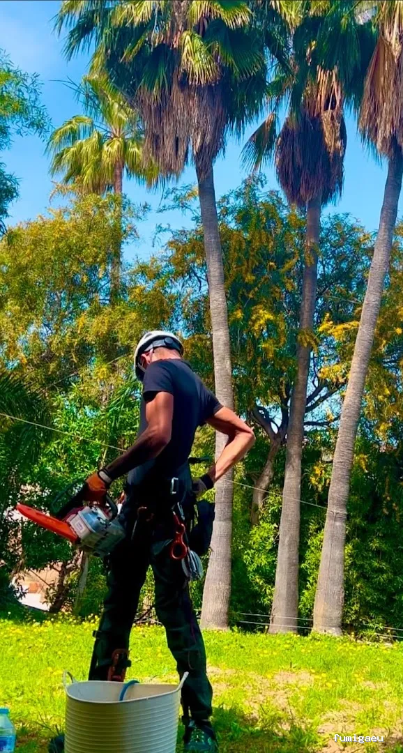 Jardinero y mantenimiento en la Costa del Sol🌴 THE GARDEN BOY – Poda de palmeras, arboles y sistemas de riego