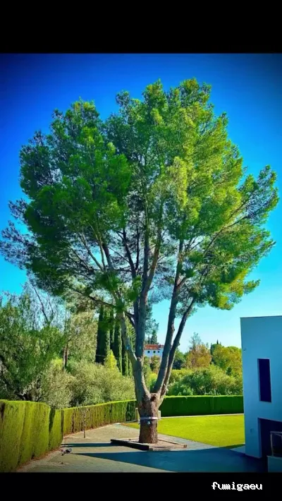 Jardinero y mantenimiento en la Costa del Sol🌴 THE GARDEN BOY – Poda de palmeras, arboles y sistemas de riego