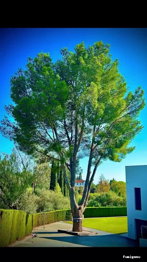 Jardinero y mantenimiento en la Costa del Sol🌴 THE GARDEN BOY – Poda de palmeras, arboles y sistemas de riego