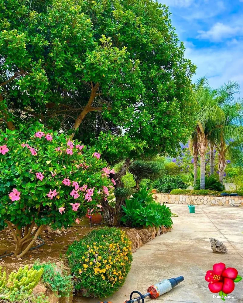 Jardinero y mantenimiento en la Costa del Sol🌴 THE GARDEN BOY – Poda de palmeras, arboles y sistemas de riego