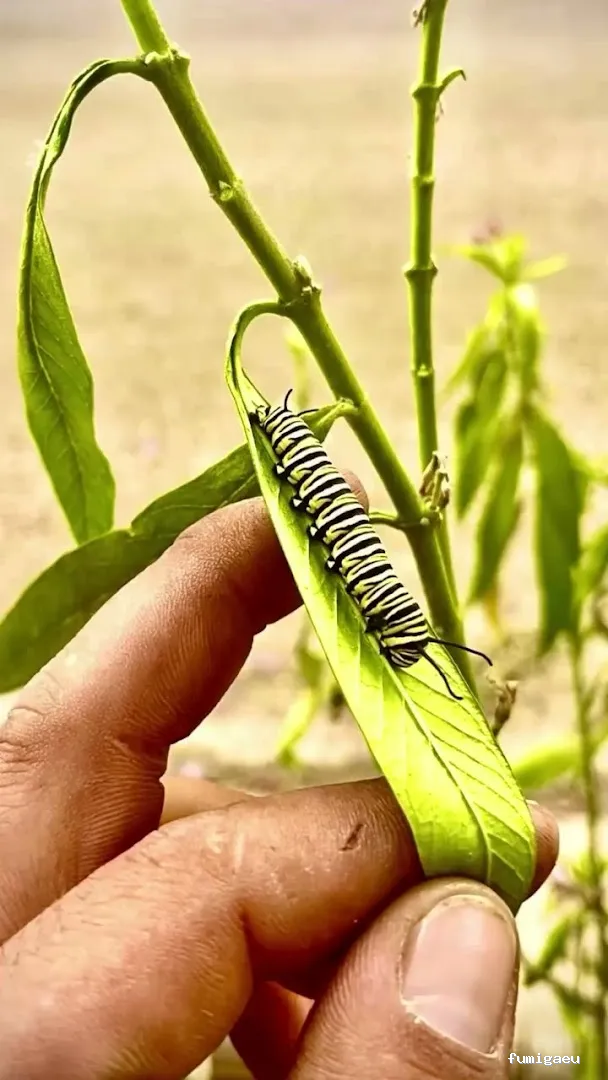 Jardinero y mantenimiento en la Costa del Sol🌴 THE GARDEN BOY – Poda de palmeras, arboles y sistemas de riego