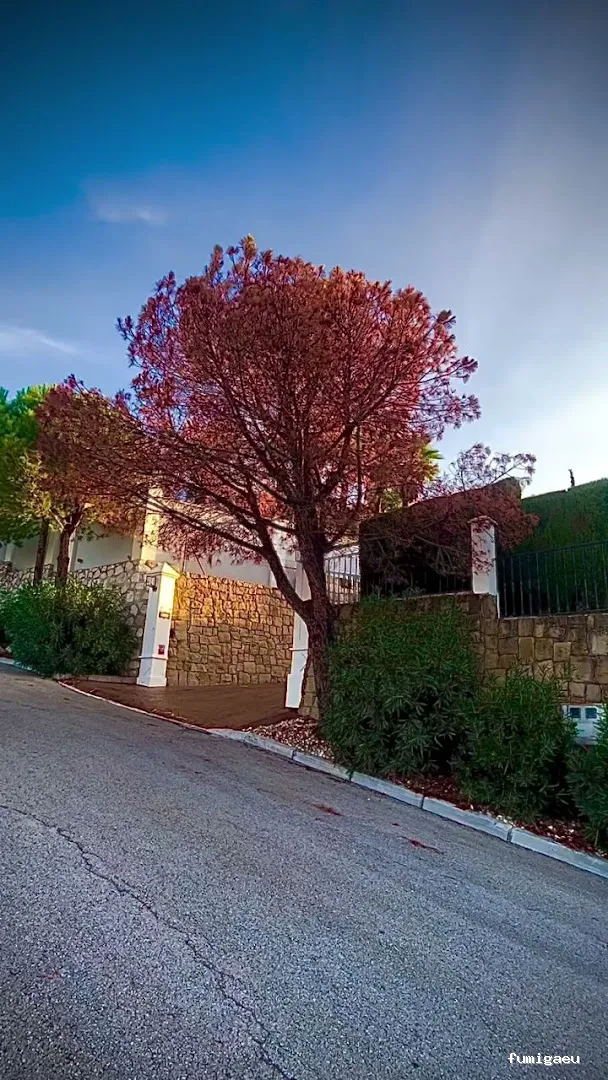 Jardinero y mantenimiento en la Costa del Sol🌴 THE GARDEN BOY – Poda de palmeras, arboles y sistemas de riego