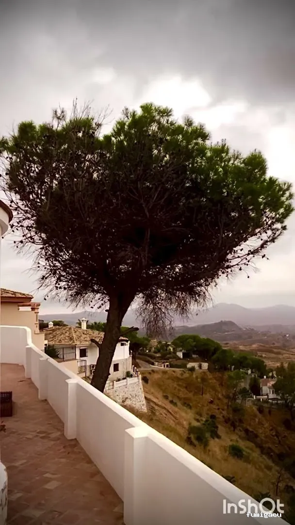 Jardinero y mantenimiento en la Costa del Sol🌴 THE GARDEN BOY – Poda de palmeras, arboles y sistemas de riego