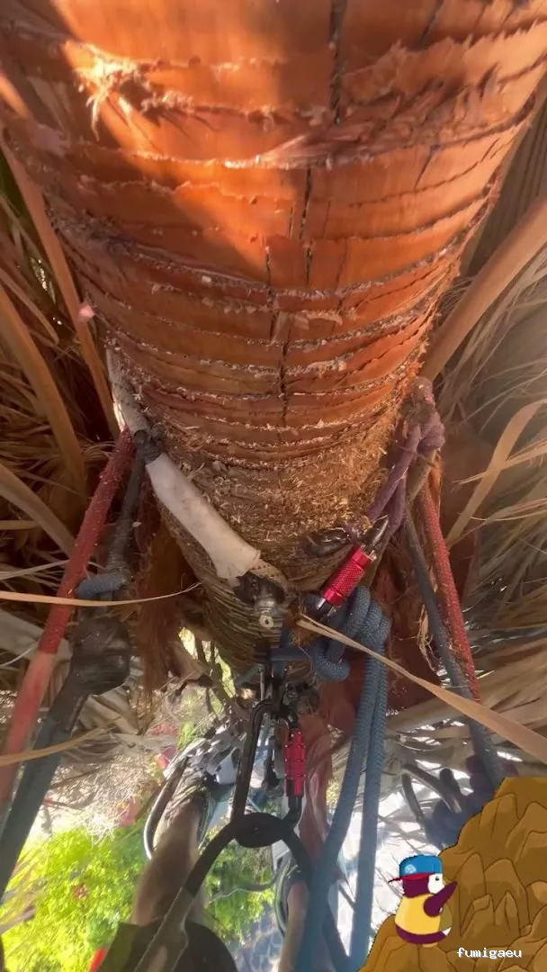 Jardinero y mantenimiento en la Costa del Sol🌴 THE GARDEN BOY – Poda de palmeras, arboles y sistemas de riego