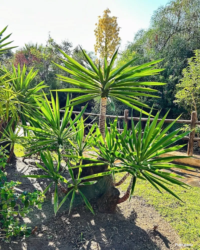 Jardinero y mantenimiento en la Costa del Sol🌴 THE GARDEN BOY – Poda de palmeras, arboles y sistemas de riego