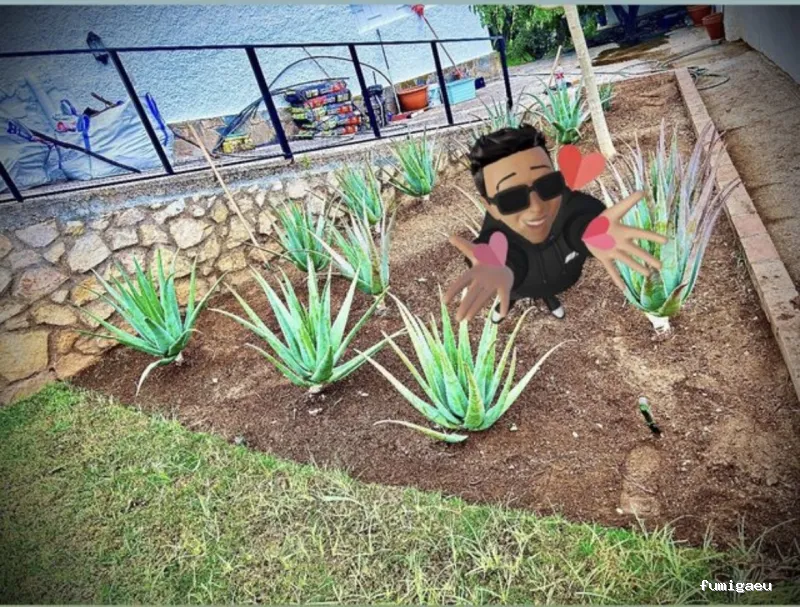 Jardinero y mantenimiento en la Costa del Sol🌴 THE GARDEN BOY – Poda de palmeras, arboles y sistemas de riego