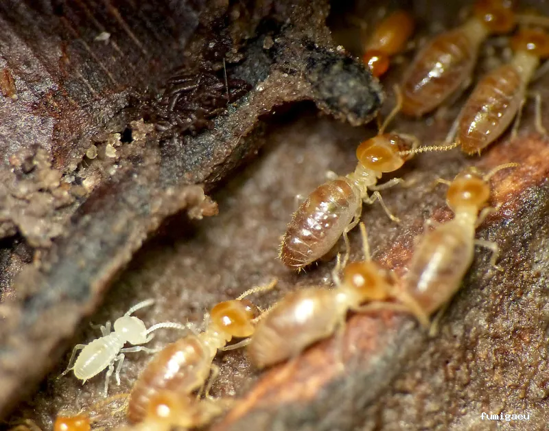 Desinfecciones Cimax /Empresa Control de Plagas Barcelona