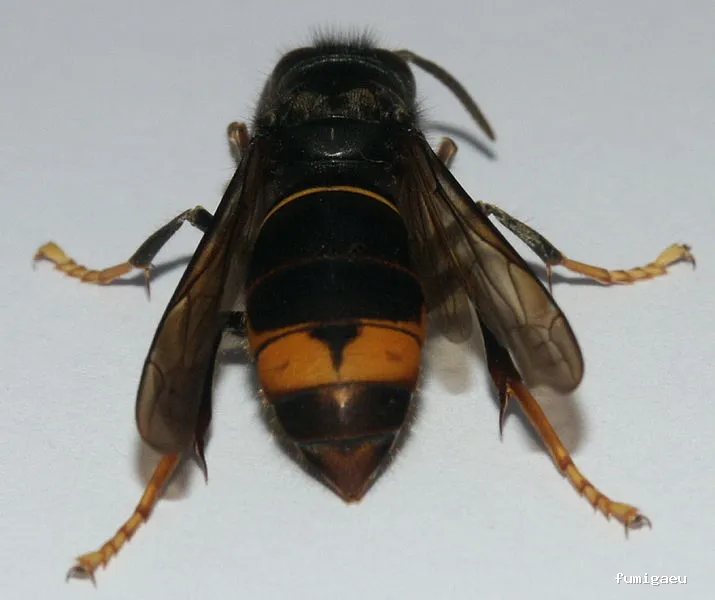 Desinfecciones Cimax /Empresa Control de Plagas Barcelona