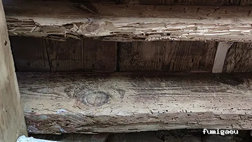 Aplitex Fumigación Nerja