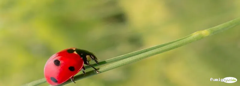 Aparicio Tratamientos