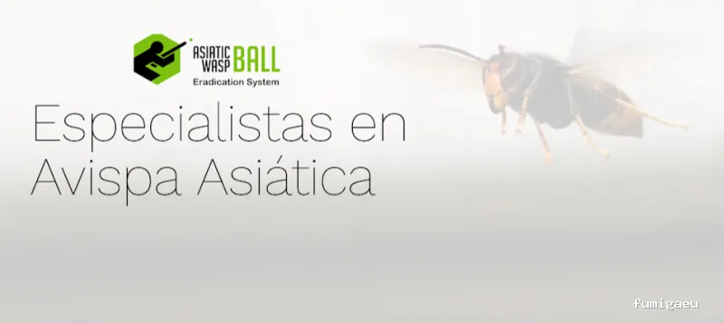 Asiatic Wasp Ball control de plagas especialistas en avispa asiática