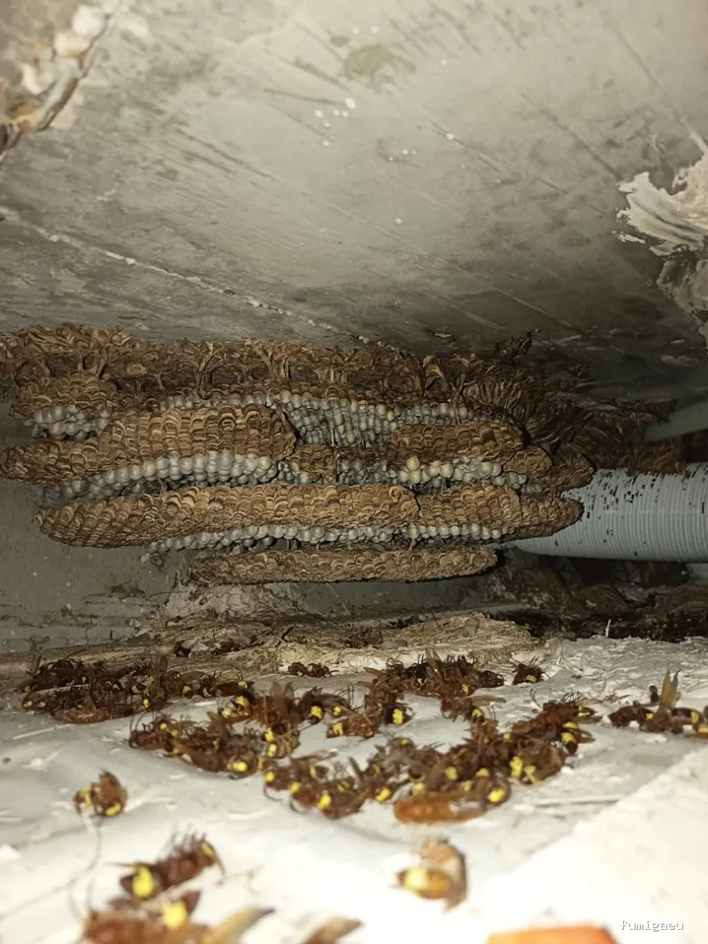 Desfiplagas Pest Control