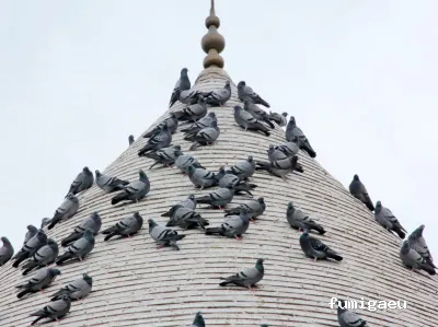 Control de Plagas Jaén · Olivar Falcon