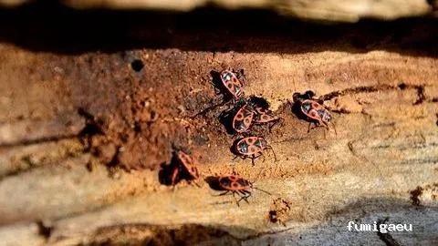 Comercial Campos S.L.