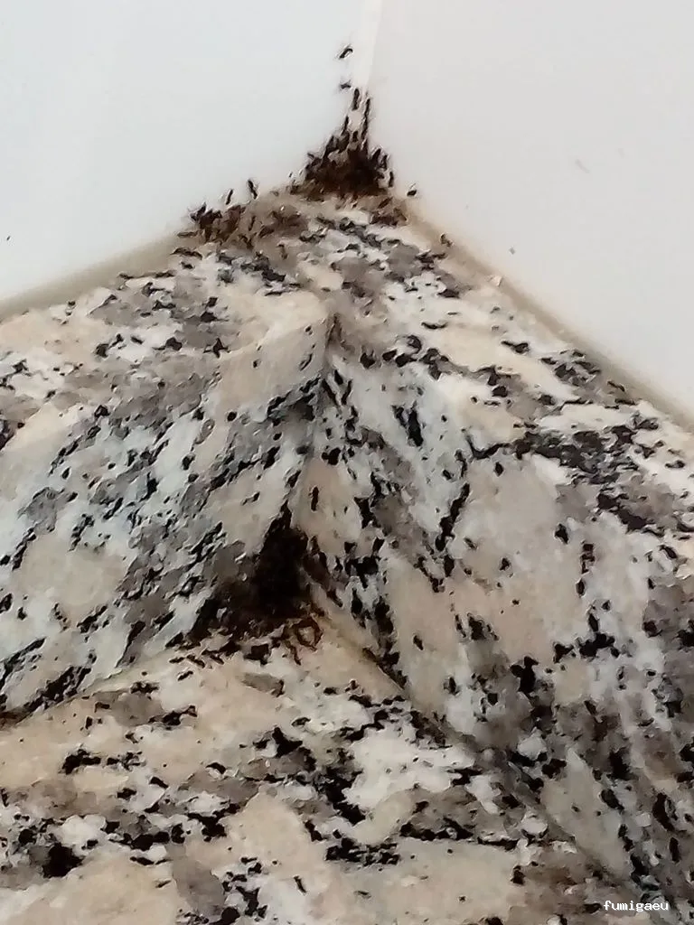 CONTROL DE PLAGAS MOSTOLES. DESINFECCIÓN, DESINSECTACIÓN, DESRATIZACIÓN.