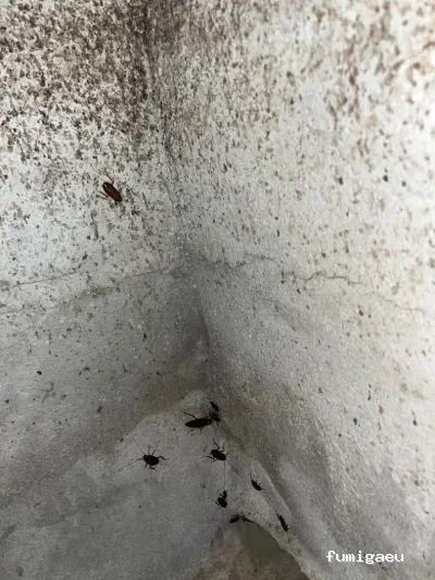 Zogna Control de Plagas