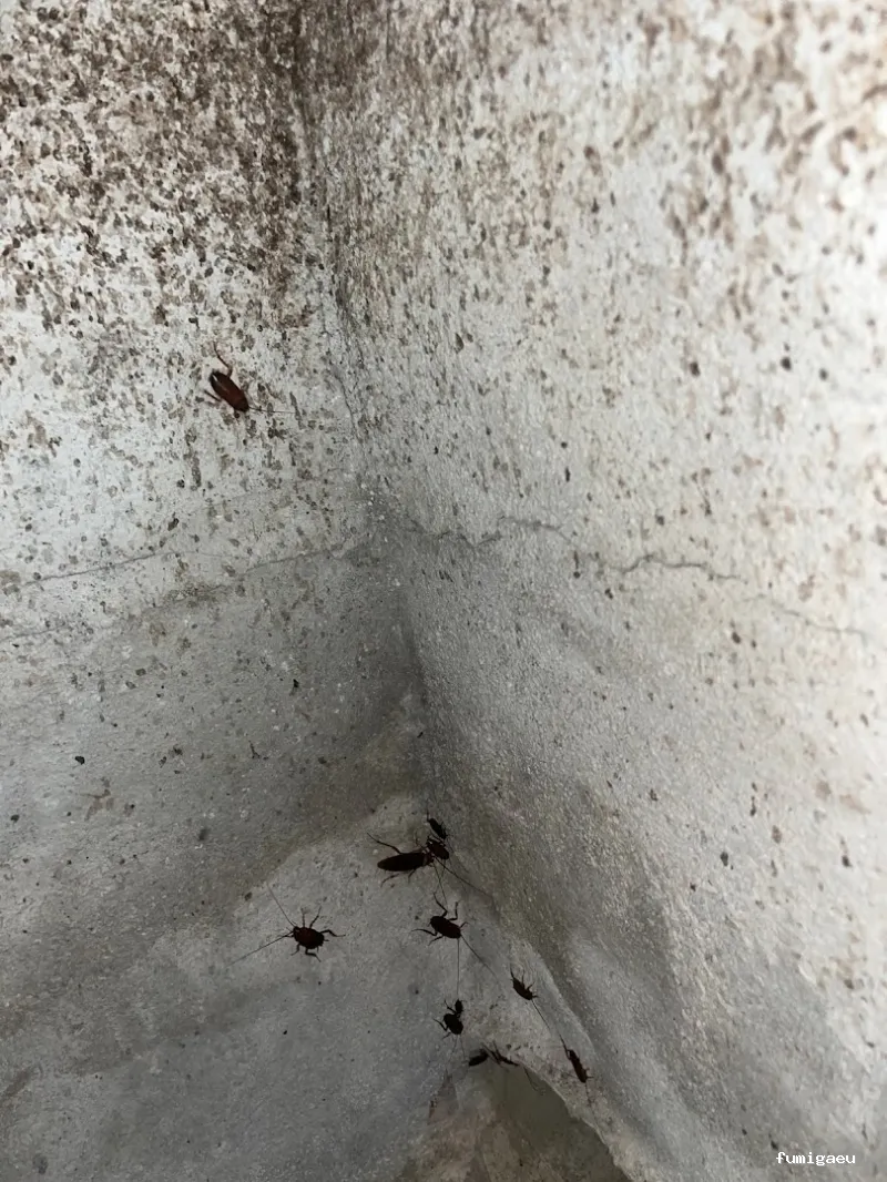 Zogna Control de Plagas