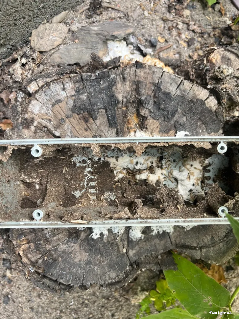 Zogna Control de Plagas