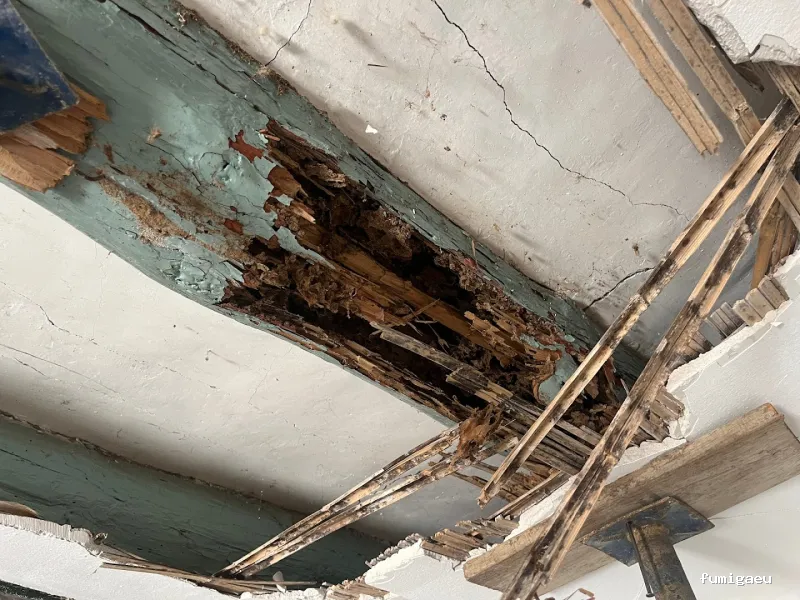 Zogna Control de Plagas