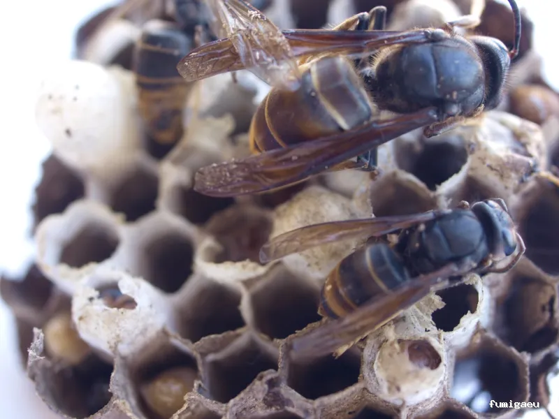 Desinfecciones Hormigas Verdes