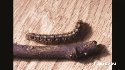 Desinfecciones Hormigas Verdes