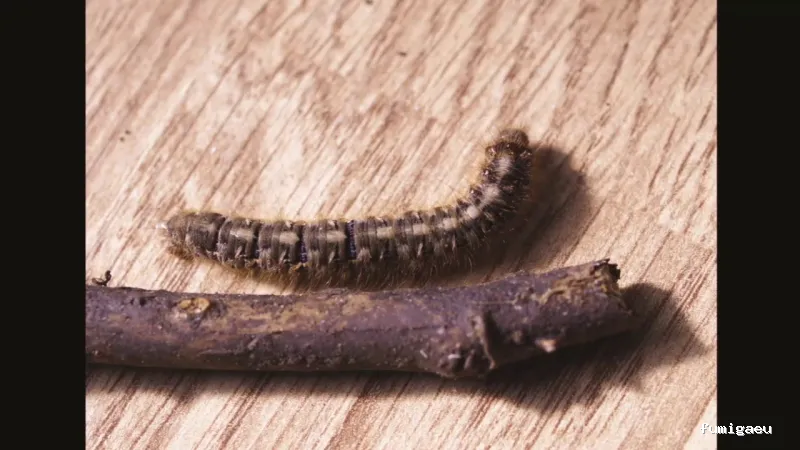 Desinfecciones Hormigas Verdes