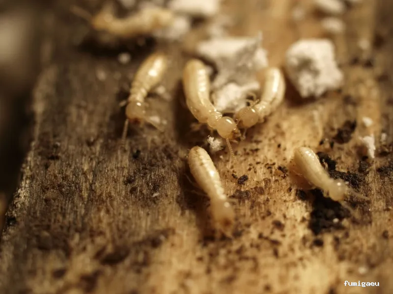 Desinfecciones Hormigas Verdes