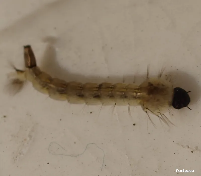 Desinfecciones Hormigas Verdes