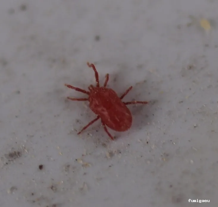 Desinfecciones Hormigas Verdes