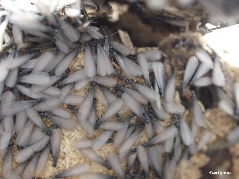 Desinfecciones Hormigas Verdes