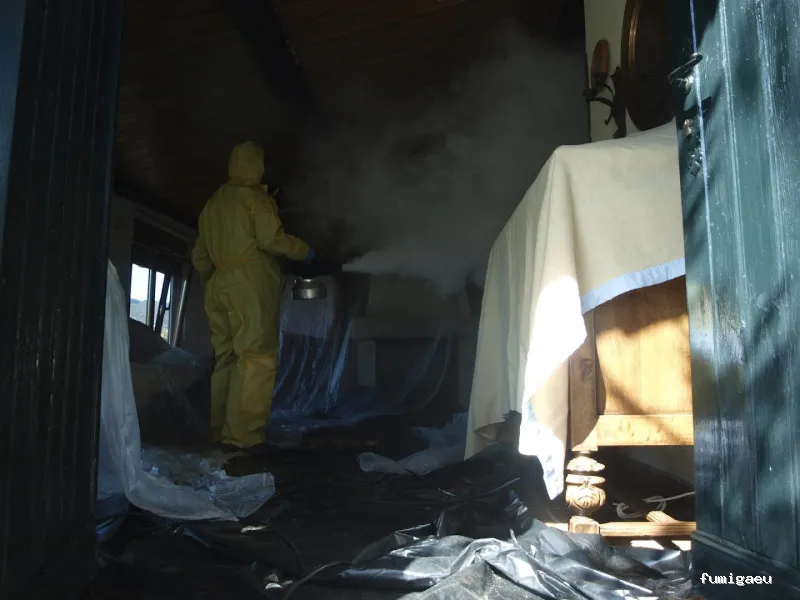 Desinfecciones Hormigas Verdes