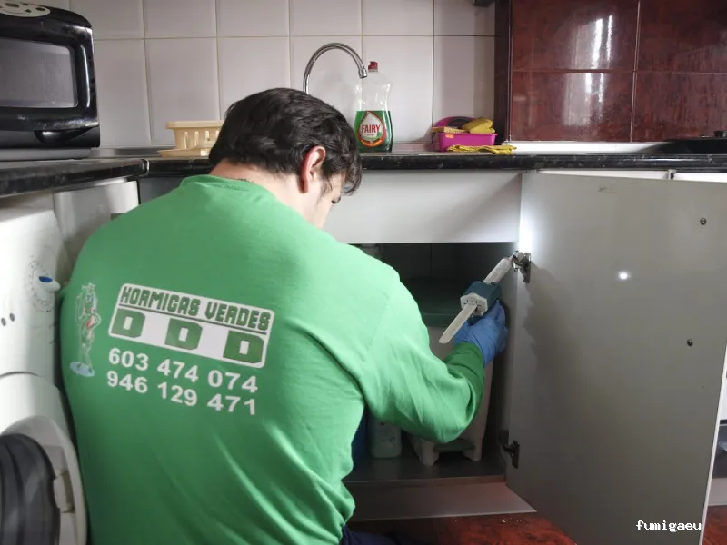 Desinfecciones Hormigas Verdes